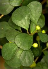 Ficus deltoidea (Cultivated)   (click for a larger preview)