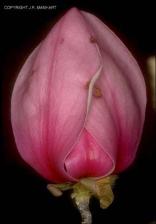 Magnolia x soulangiana (Cultivated) 2   (click for a larger preview)