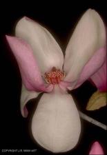 Magnolia x soulangiana (Cultivated) 4   (click for a larger preview)