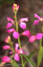 Polygala polygama (Native) 10   (click for a larger preview)