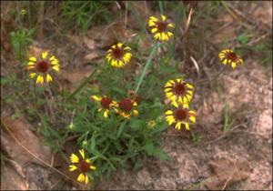 Gaillardia aestivalis (Native) 4   (click for a larger preview)