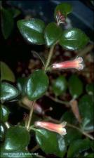 x Codonantanthus aurora? (Cultivated)   (click for a larger preview)