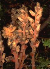 Hypopitys monotropa (Native)   (click for a larger preview)