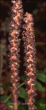 Allotropa virgata (Native)   (click for a larger preview)