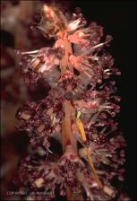 Allotropa virgata (Native) 2   (click for a larger preview)