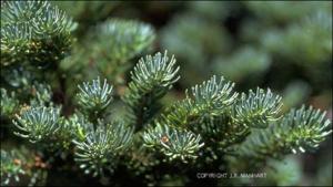 Abies lasiocarpa (Native)   (click for a larger preview)