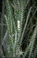 Alluaudia procera (Cultivated)   (click for a larger preview)