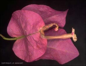 Bougainvillea sp. (Cultivated) 3   (click for a larger preview)