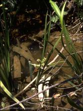 Sagittaria papillosa   (Native)   (click for a larger preview)