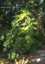 Ailanthus altissima (Escape)   (click for a larger preview)