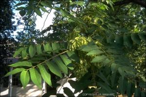 Ailanthus altissima (Escape) 2   (click for a larger preview)