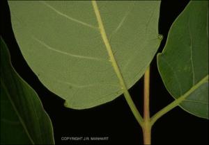 Ailanthus altissima (Escape) 4   (click for a larger preview)