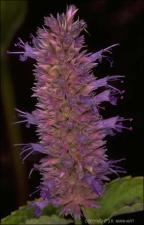 Agastache foeniculum (Cultivated)   (click for a larger preview)