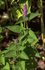 Agastache foeniculum (Cultivated) 2   (click for a larger preview)