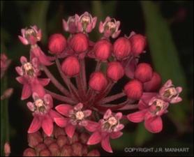 Asclepias incarnata (Cultivated) 2   (click for a larger preview)