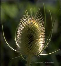 Dipsacus fullonum (Cultivated) 2   (click for a larger preview)
