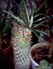 Pachypodium sp. (Cultivated) 2   (click for a larger preview)