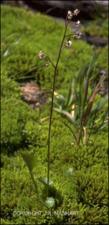 Saxifraga odontoloma (Native)   (click for a larger preview)