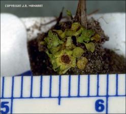 Lepuropetalon spathulatum (Native)   (click for a larger preview)