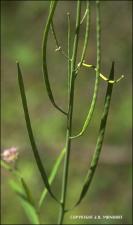 Arabis petiolaris (Native) 3   (click for a larger preview)