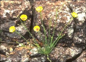 Linum hudsonioides (Native)   (click for a larger preview)