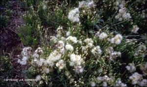 Baccharis texana (Native)   (click for a larger preview)