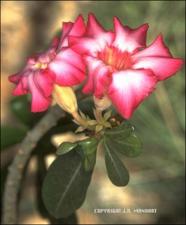 Adenium obesum (Cultivated) 2   (click for a larger preview)