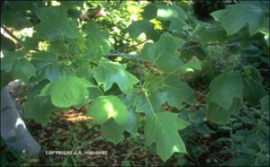 Liriodendron tulipifera (Cultivated)   (click for a larger preview)