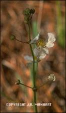 Sagittaria papillosa or lancifolia (Native) 2   (click for a larger preview)