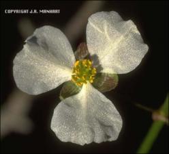 Sagittaria papillosa or lancifolia (Native) 4   (click for a larger preview)