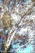 Platanus occidentalis (native)   (click for a larger preview)
