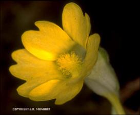 Pinguicula lutea (cultivated) 2   (click for a larger preview)