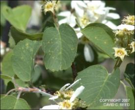 Amelanchier alnifolia (Native) 2   (click for a larger preview)