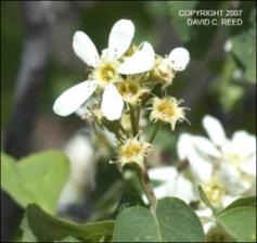 Amelanchier alnifolia (Native) 3   (click for a larger preview)