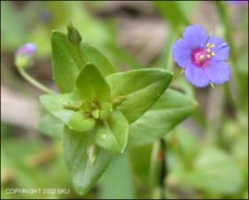 Anagallis arvensis subsp. caerulea (Native)   (click for a larger preview)