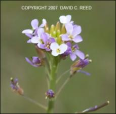 Arabis drummondii (Native) 4   (click for a larger preview)