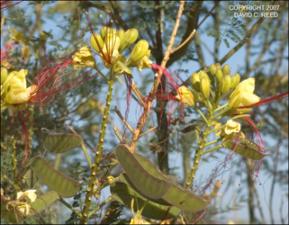 Caesalpinia gilliesii (Native) 4   (click for a larger preview)
