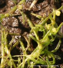 Callitriche brutia var. hamulata 2   (click for a larger preview)