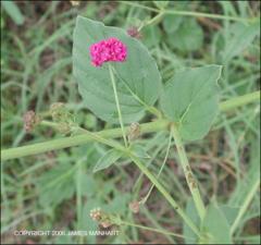 Boerhavia diffusa (Native)   (click for a larger preview)