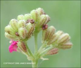 Boerhavia diffusa (Native) 2   (click for a larger preview)