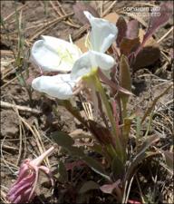 Oenothera caespitosa (Native) 5   (click for a larger preview)