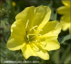 Oenothera gradis (Native)   (click for a larger preview)