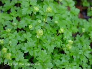 Adoxa moschatellina (Native)   (click for a larger preview)