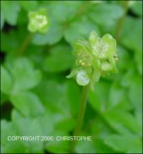 Adoxa moschatellina (Native) 2   (click for a larger preview)