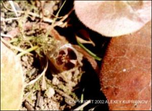Asarum europaeum (Native)   (click for a larger preview)