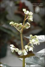 Begonia epipsila (Cultivated) 2   (click for a larger preview)