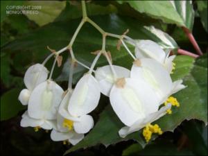 Begonia epipsila (Cultivated) 3   (click for a larger preview)