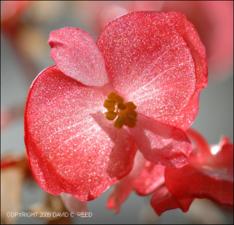 Begonia cv. Sachen (Cultivated)   (click for a larger preview)
