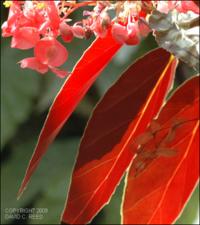 Begonia cv. Sachen (Cultivated) 4   (click for a larger preview)