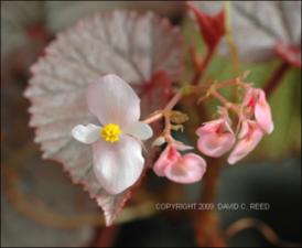 Begonia cv. U-093 (Cultivated)   (click for a larger preview)